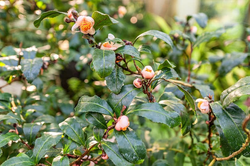 Camellia sinensis - Tee